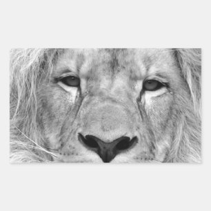 Sticker Rectangulaire Lion noir et blanc
