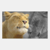 Lions dans l'amour