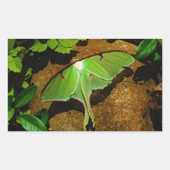 Sticker Rectangulaire Luna verte géante (Devant)