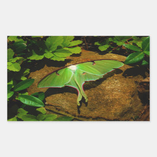 Sticker Rectangulaire Luna verte géante