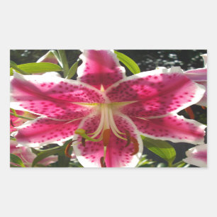Sticker Rectangulaire Lys roses fleurs tropicales roses rose
