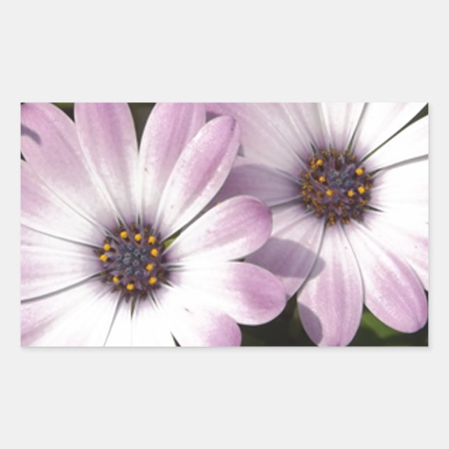 Sticker Rectangulaire Maisées violettes (Devant)