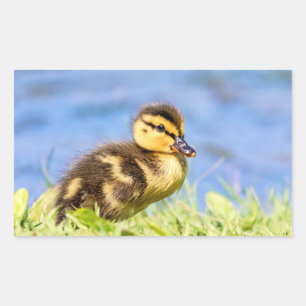 Sticker Rectangulaire Mallard Duckling