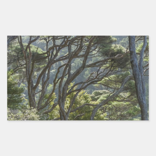 Sticker Rectangulaire Manuka Tree Forest Nouvelle-Zélande (Devant)