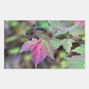 Sticker Rectangulaire Mapleleaf Viburnum Feuilles d'automne et baies