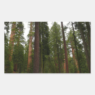 Sticker Rectangulaire Mariposa Grove dans le parc national de Yosemite