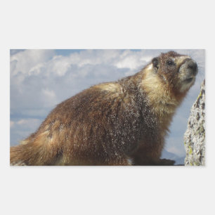 Sticker Rectangulaire Marmotte à ventre jaune en Yosemite