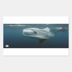 Sticker Rectangulaire Mola Mola