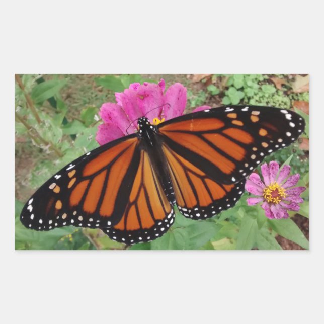 Sticker Rectangulaire Monarque avec ailes sur Pink Zinnia (Devant)