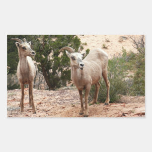 Sticker Rectangulaire Mouflons drôles à Zion National Park