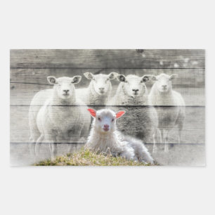 Sticker Rectangulaire Mouton d'agneau de bébé