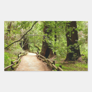 Sticker Rectangulaire Muir Woods Path II Nature Photography