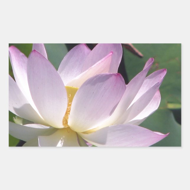Sticker Rectangulaire Nénuphar (Devant)
