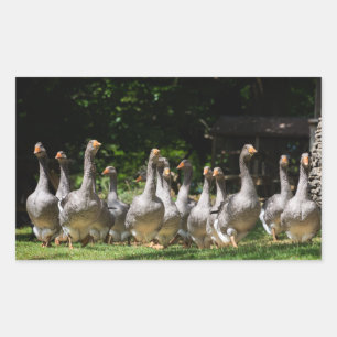 Sticker Rectangulaire Oies dans l'autocollant rectangulaire Dordogne