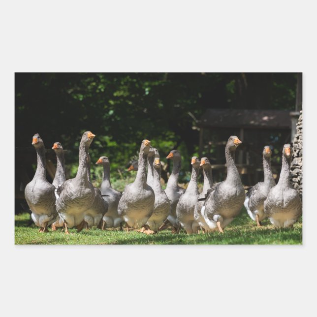 Sticker Rectangulaire Oies dans l'autocollant rectangulaire Dordogne (Devant)