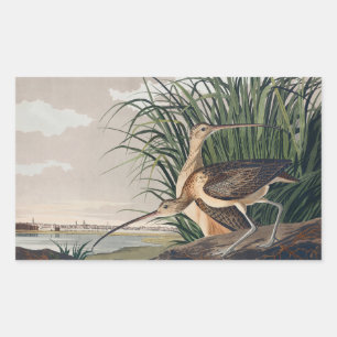 Sticker Rectangulaire Oiseau de Courlis à long bec Audubon