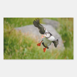 Sticker Rectangulaire Oiseau de macareux atlantique pilotant