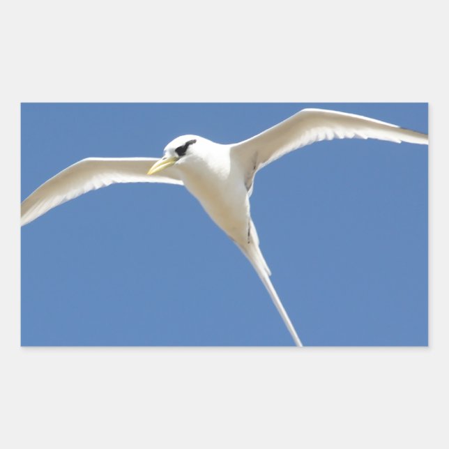 Sticker Rectangulaire Oiseau Paille en Queue Ile Maurice (Devant)