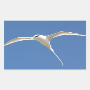 Sticker Rectangulaire Oiseau Paille en Queue Ile Maurice