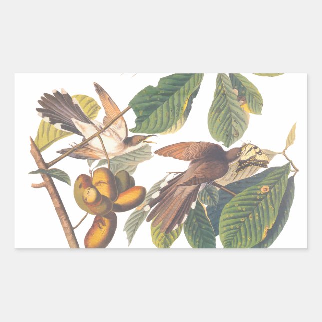 Sticker Rectangulaire Oiseaux de cacao à bec jaune d'Audubon dans un arb (Devant)