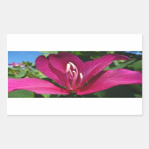 Sticker Rectangulaire Orchidée Fleurie tropicale Florale