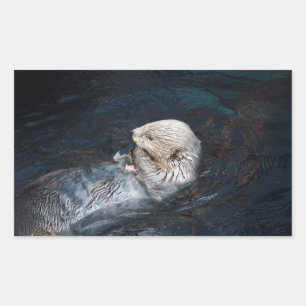 Sticker Rectangulaire Otter manger eau animal nature aquatique sauvage z