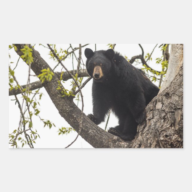 Sticker Rectangulaire Ours noir Escalade (Devant)