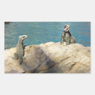 Sticker Rectangulaire Paire d'Iguanes Photographie de faune tropicale