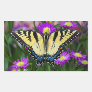 Sticker Rectangulaire Papillon à queue d'hirondelle sur marguerite