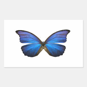 Sticker Rectangulaire Papillon bleu radieux