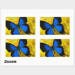 Sticker Rectangulaire Papillon bleu sur les jonquilles