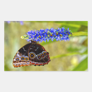 Sticker Rectangulaire Papillon morpho bleu sur une orchidée de marais