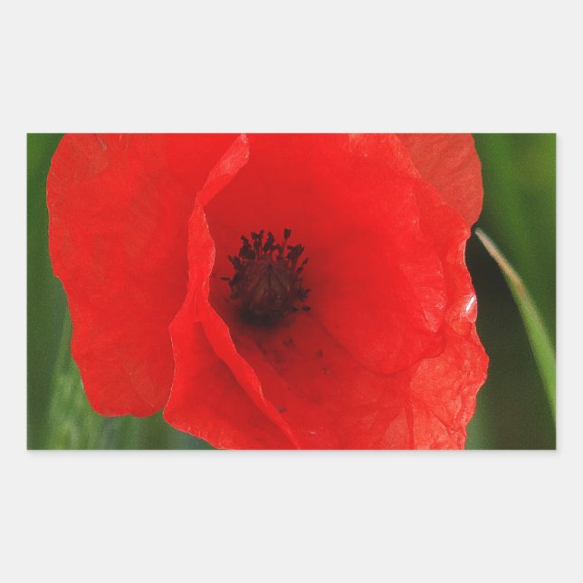 Sticker Rectangulaire Pavot (Devant)