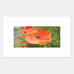 Sticker Rectangulaire Pavots - Coquelicots