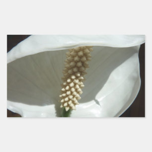 Sticker Rectangulaire Peace Lily Élégante Flore Blanche