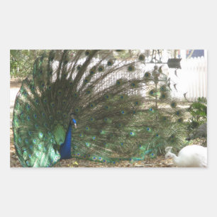 Sticker Rectangulaire Peacock Bird Plumd et Albino Peahen Photo