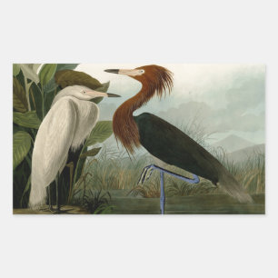 Sticker Rectangulaire Peinture de la faune d'Audubon Heron violet
