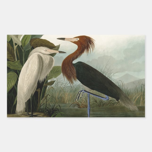Sticker Rectangulaire Peinture de la faune d'Audubon Heron violet (Devant)