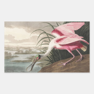 Sticker Rectangulaire Peinture de la faune de l'audubon Spoonbill Roseat
