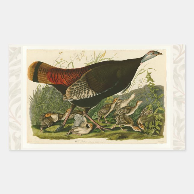 Sticker Rectangulaire Peinture d'oiseaux sauvages de Turquie Audubon (Devant)