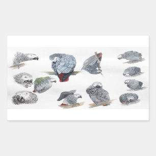 Sticker Rectangulaire Perroquet de gris africain. Exclusivité conçue p