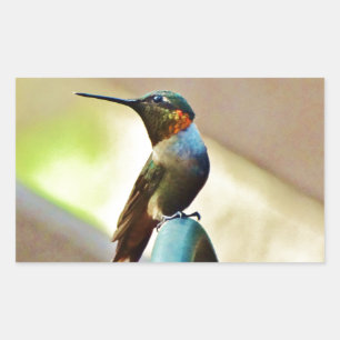 Sticker Rectangulaire Petit colibri rouge et vert été perché