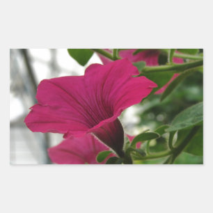 Sticker Rectangulaire Petunia