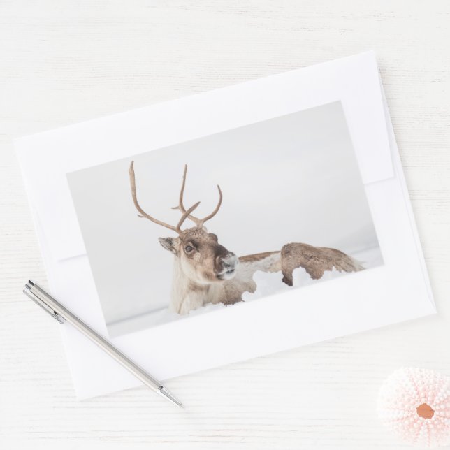 Sticker Rectangulaire Photo de la nature des rennes (Enveloppe)