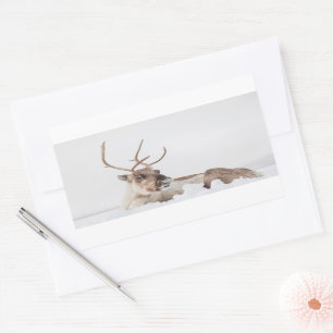 Sticker Rectangulaire Photo de la nature des rennes