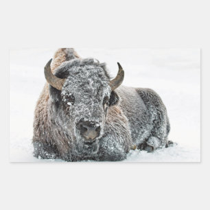 Sticker Rectangulaire Photo de Wildlife Buffalo Snow