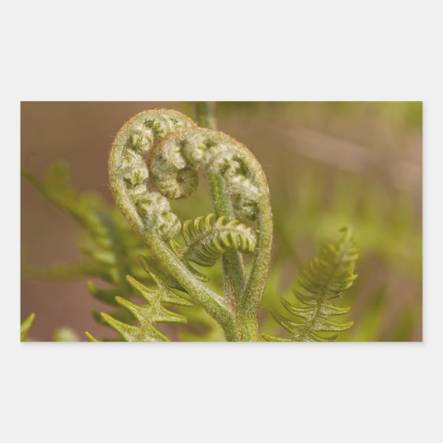 Sticker Rectangulaire Photo du coeur de Fern Fiddlehead (Devant)