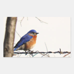 Sticker Rectangulaire Photo orientale d'oiseau bleu