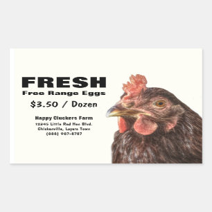 Sticker Rectangulaire Photo rouge de poulet de pondeuse