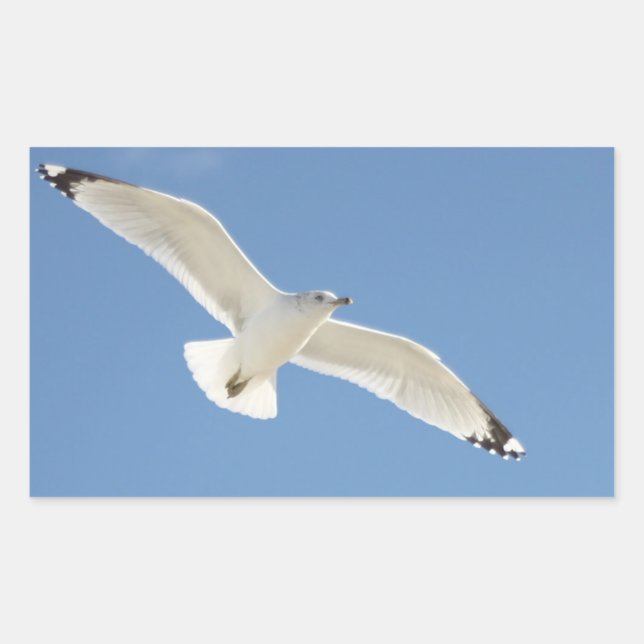 Sticker Rectangulaire Photo Seagull (Devant)